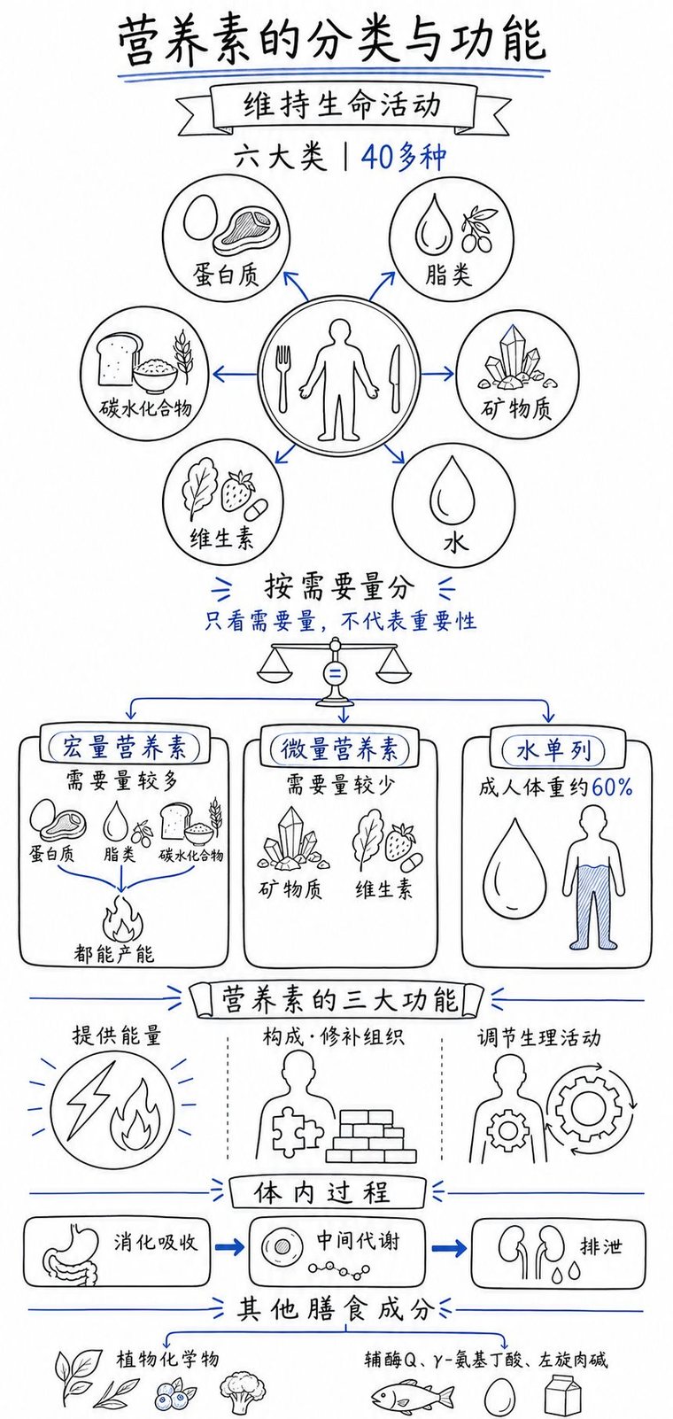 考点「营养素的分类与功能」的白板图解：六大营养素分类与宏量微量划分